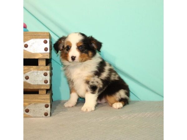 Miniature Australian Shepherd DOG Male Blue Merle 22011 Petland Las Vegas, Nevada