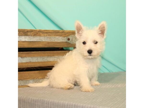 West Highland White Terrier DOG Male White 22015 Petland Las Vegas, Nevada