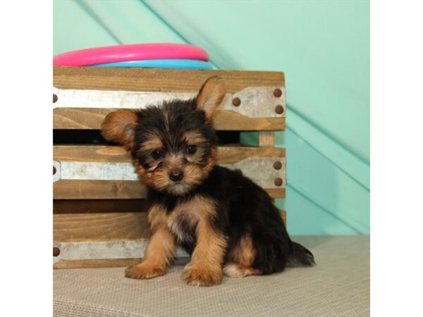 Shih Tzu/Yorkshire Terrier DOG Female Black / Tan 22024 Petland Las Vegas, Nevada