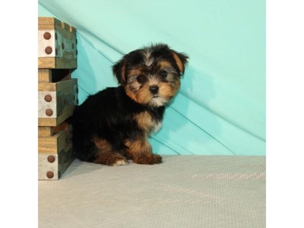 Shih Tzu/Yorkshire Terrier DOG Male Black / Tan 22025 Petland Las Vegas, Nevada