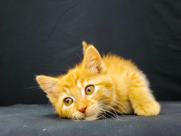 Domestic Cat-CAT-Female-Yellow-22016-Petland Las Vegas, Nevada