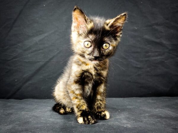 Domestic Cat CAT Female Brown Tabby 22019 Petland Las Vegas, Nevada