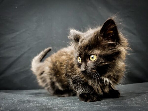 Domestic Cat CAT Male Black Smoke 22020 Petland Las Vegas, Nevada