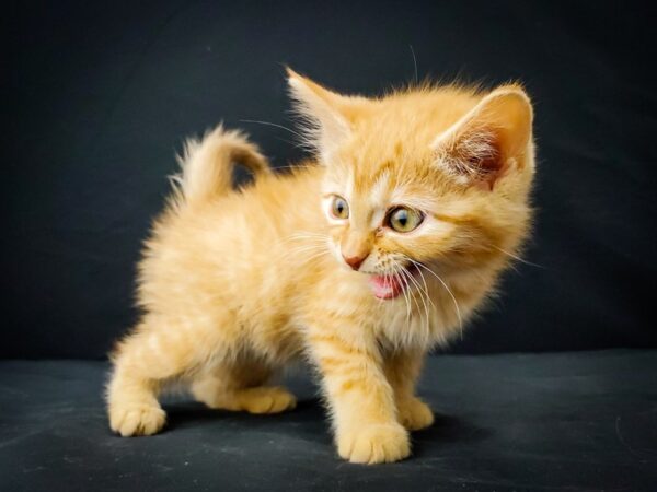 Domestic Cat CAT Female Yellow 22017 Petland Las Vegas, Nevada