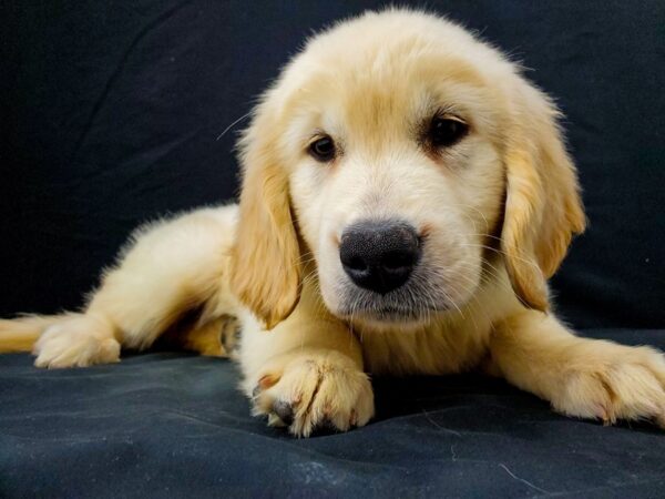 Golden Retriever DOG Female Golden 22027 Petland Las Vegas, Nevada