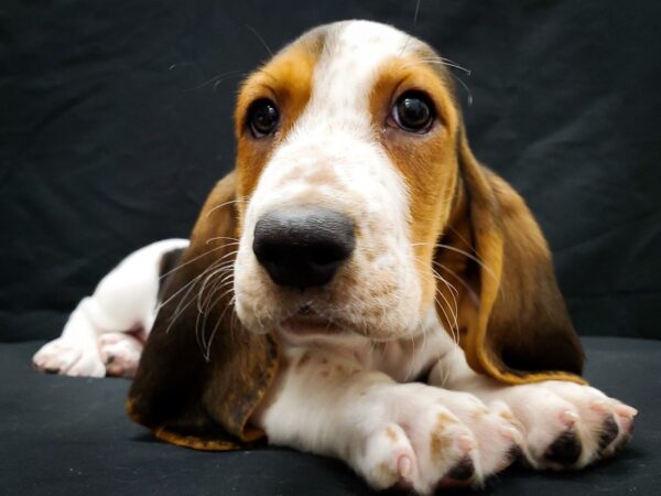 Basset Hound DOG Female Black White and Tan 22028 Petland Las Vegas, Nevada