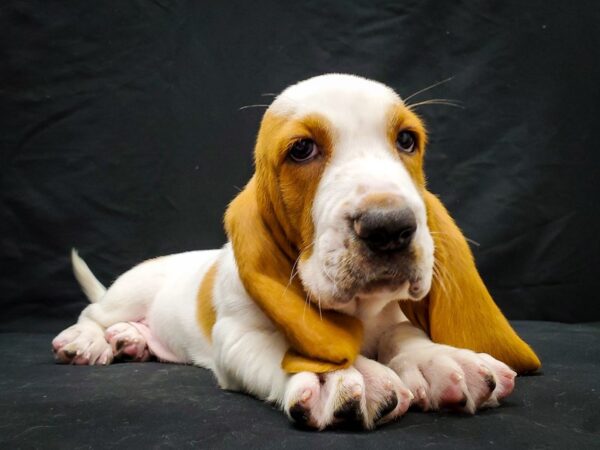 Basset Hound DOG Male Red and White 22029 Petland Las Vegas, Nevada