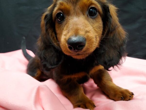 Dachshund-DOG-Female-Red-22032-Petland Las Vegas, Nevada