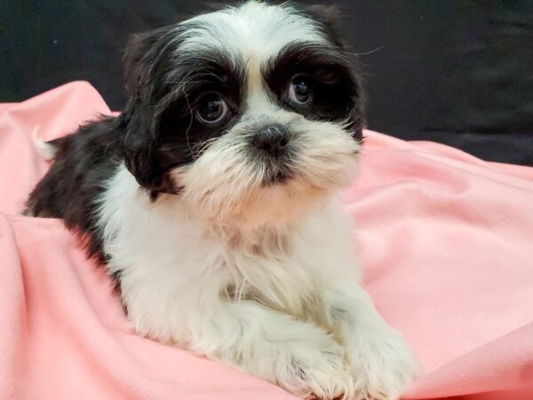 Shih Tzu DOG Male Black Gold and White 22036 Petland Las Vegas, Nevada