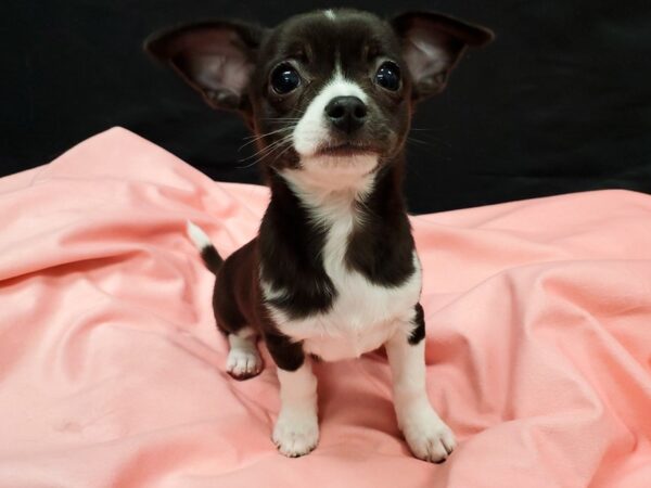 Chihuahua DOG Male Black and White 22030 Petland Las Vegas, Nevada