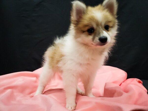 Pomeranian-DOG-Female-Cream Sable-22035-Petland Las Vegas, Nevada