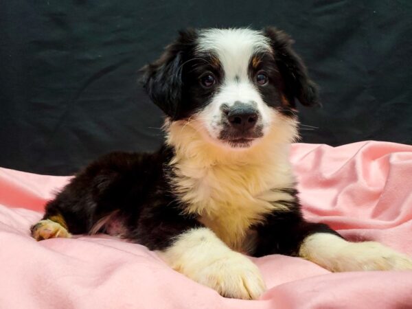 Miniature Australian Shepherd-DOG-Male-Black and White-22039-Petland Las Vegas, Nevada