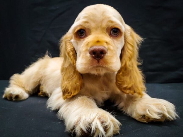 Cocker Spaniel DOG Male Cream 22031 Petland Las Vegas, Nevada