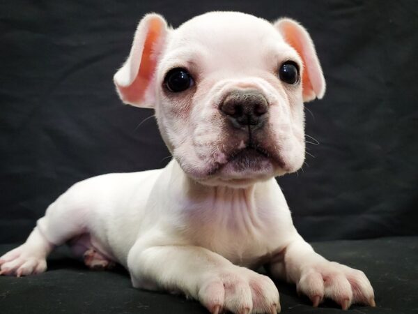 French Bulldog DOG Male Cream and White 22033 Petland Las Vegas, Nevada