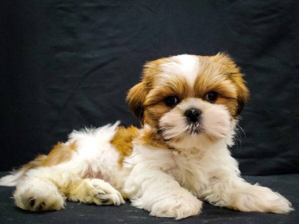 Shih Tzu DOG Male Red and White 22037 Petland Las Vegas, Nevada