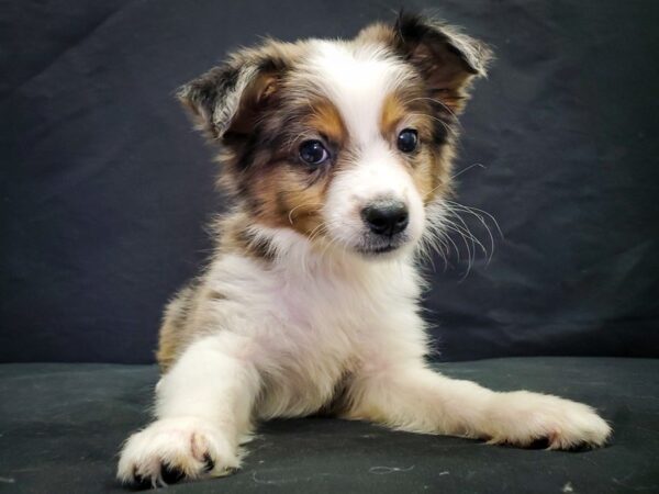 Australian Shepherd/Toy Australian Shepherd-DOG-Male-Blue Merle-22040-Petland Las Vegas, Nevada