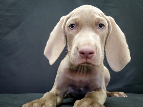 Weimaraner DOG Male Silver Gray 22045 Petland Las Vegas, Nevada