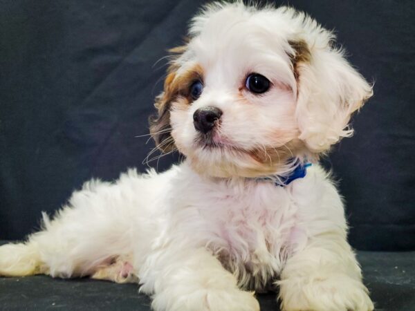 Cavalier King Charles Spaniel/Poodle-DOG-Male-White Blue Merle / Tan-22047-Petland Las Vegas, Nevada