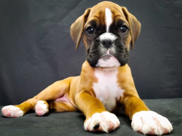 Boxer DOG Female Fawn 22041 Petland Las Vegas, Nevada