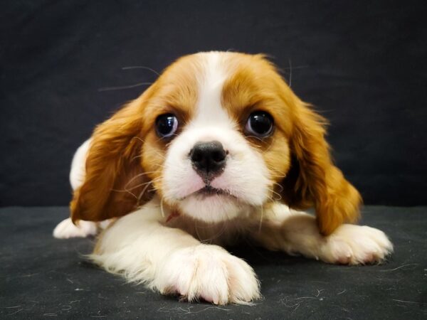 Cavalier King Charles Spaniel DOG Female Blenheim / White 22042 Petland Las Vegas, Nevada