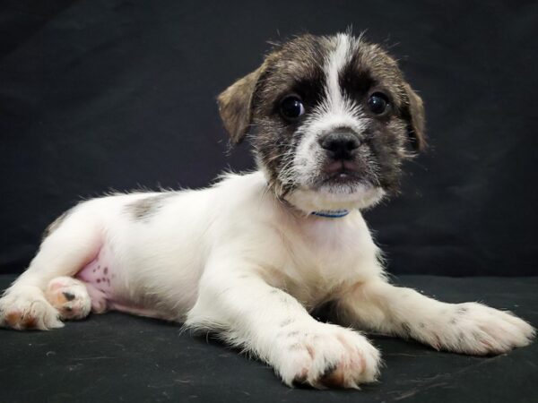 French Bulldog Mix DOG Male White / Fawn 22046 Petland Las Vegas, Nevada