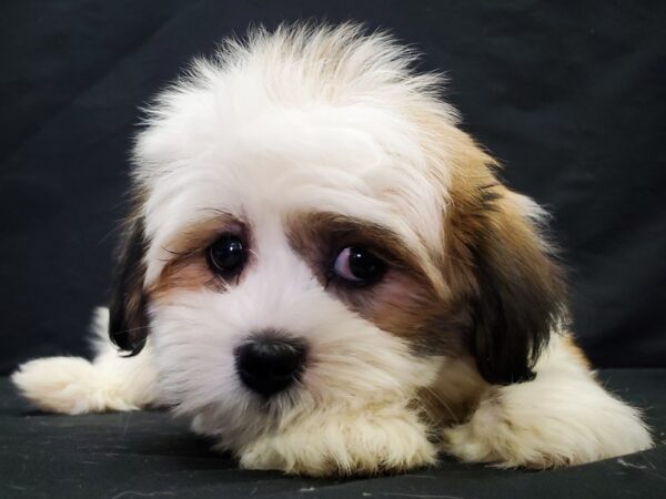 Havanese/Shih Tzu-DOG-Male-White / Gold-22050-Petland Las Vegas, Nevada