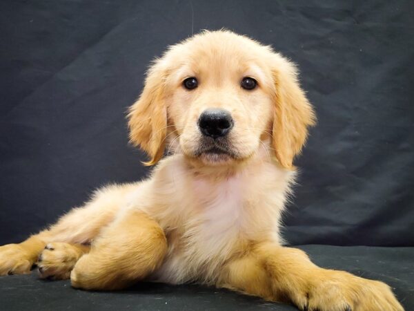 Golden Retriever DOG Female Golden 22043 Petland Las Vegas, Nevada