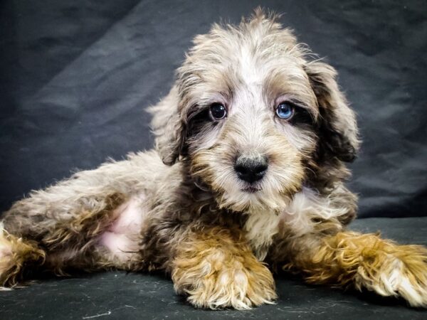 Miniature Schnauzer/Poodle DOG Male Blue Merle White / Tan 22048 Petland Las Vegas, Nevada