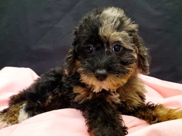 Miniature Schnauzer/Poodle DOG Female Blue Merle / Tan 22049 Petland Las Vegas, Nevada