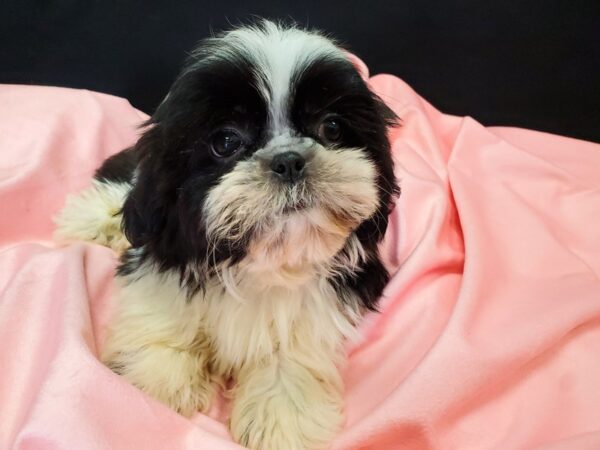 Shih Tzu DOG Male White Black / Brindle 22044 Petland Las Vegas, Nevada