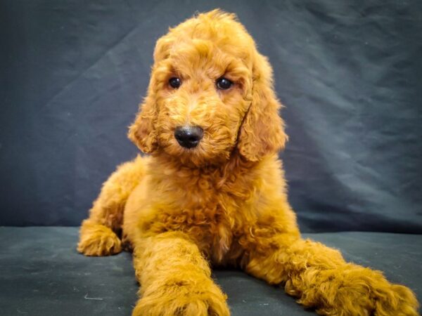 F1B Goldendoodle DOG Male Golden 22051 Petland Las Vegas, Nevada