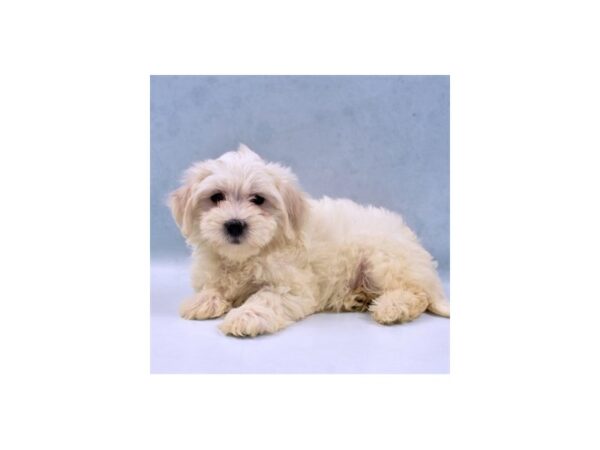 Coton De Tulear-DOG-Female-White-22061-Petland Las Vegas, Nevada