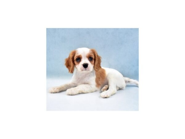 Cavalier King Charles Spaniel-DOG-Female-Blenheim-22056-Petland Las Vegas, Nevada