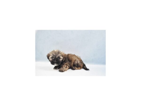 Lhasa Apso-DOG-Male-Grizzle-22058-Petland Las Vegas, Nevada