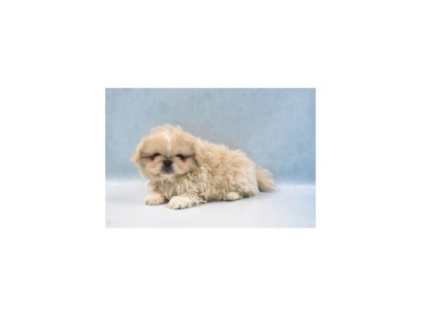 Pekingese DOG Male Cream 22059 Petland Las Vegas, Nevada