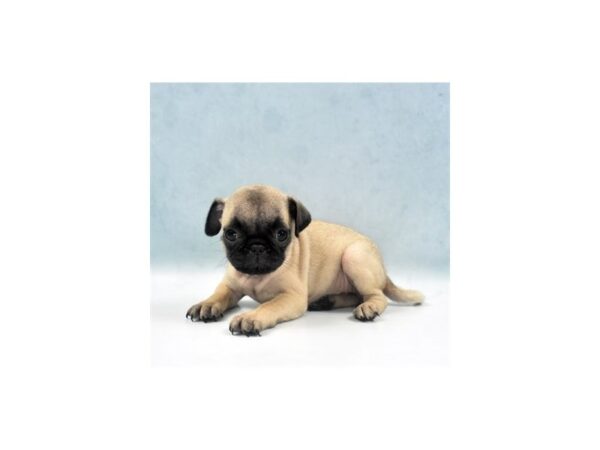 Pug DOG Female Fawn 22060 Petland Las Vegas, Nevada