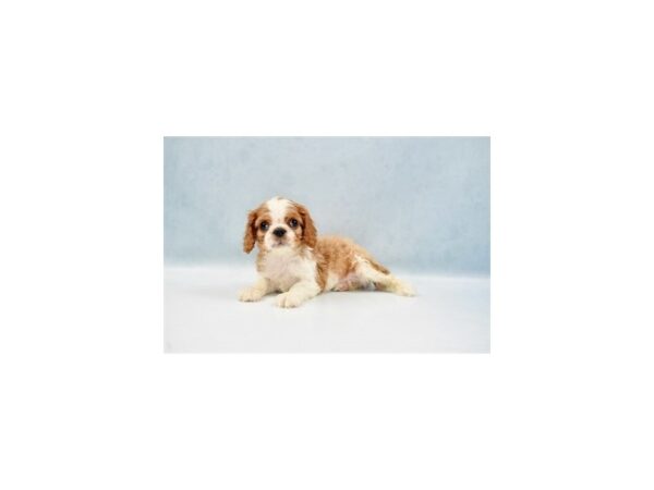 Cavalier King Charles Spaniel DOG Male Blenheim 22055 Petland Las Vegas, Nevada