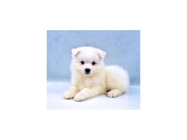 American Eskimo Dog DOG Male White 22053 Petland Las Vegas, Nevada