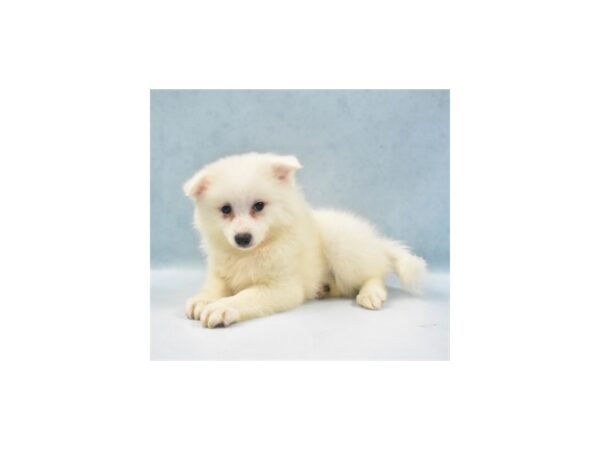 American Eskimo Dog DOG Female White 22054 Petland Las Vegas, Nevada