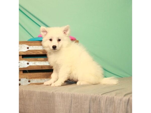 American Eskimo Dog DOG Female White 22071 Petland Las Vegas, Nevada