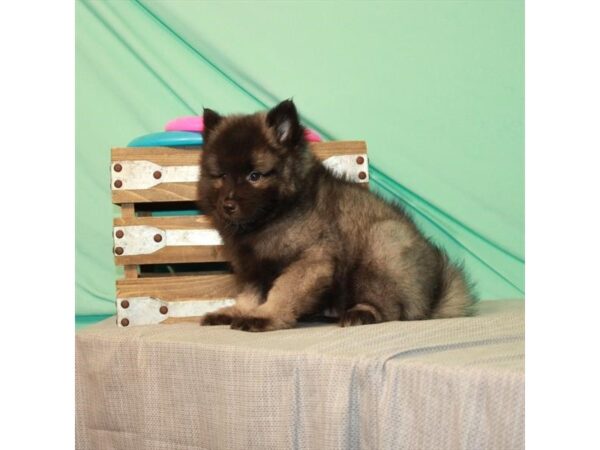 Keeshond DOG Male Black / Silver 22069 Petland Las Vegas, Nevada