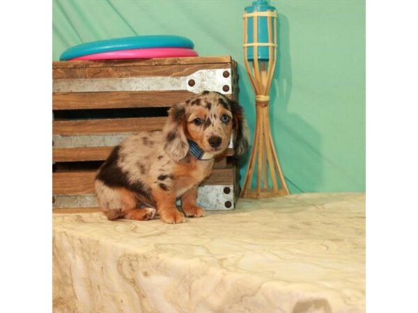 Dachshund DOG Male Black / Tan 22067 Petland Las Vegas, Nevada