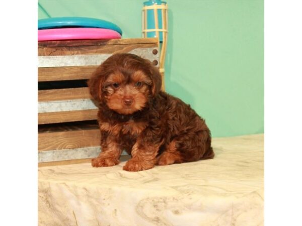 Poodle/Yorkshire Terrier DOG Male Chocolate / Tan 22076 Petland Las Vegas, Nevada