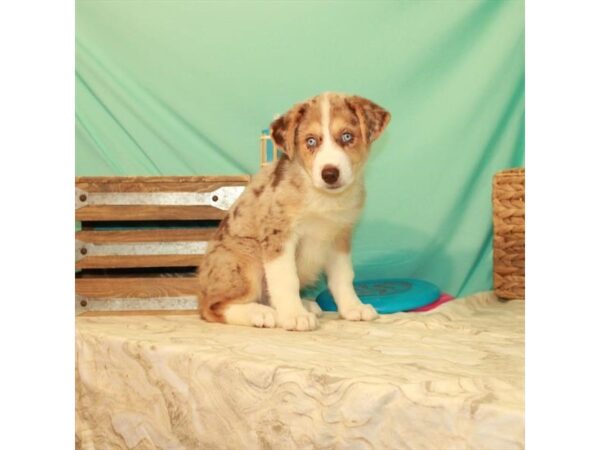 Australian Shepherd/Siberian Husky-DOG-Male-Red Merle-22075-Petland Las Vegas, Nevada