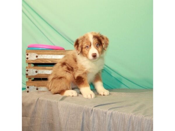 Australian Shepherd DOG Female Red Merle 22063 Petland Las Vegas, Nevada