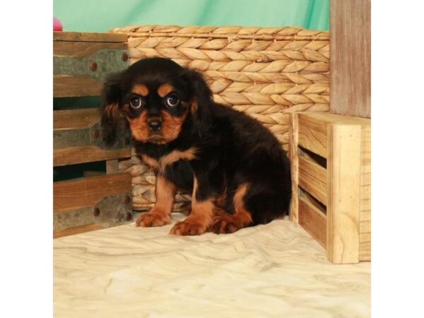 Cavalier King Charles Spaniel DOG Female Black White / Tan 22065 Petland Las Vegas, Nevada