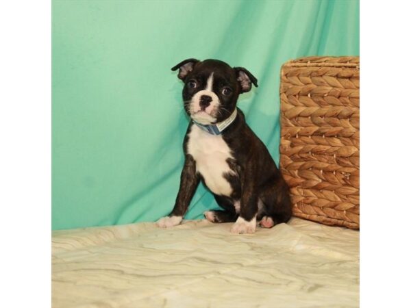 Boston Terrier DOG Male Brindle 22064 Petland Las Vegas, Nevada