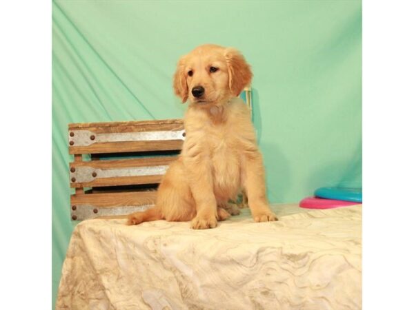 Golden Retriever DOG Male Golden 22068 Petland Las Vegas, Nevada