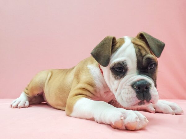 Old English Bulldog DOG Female Red and White 22062 Petland Las Vegas, Nevada