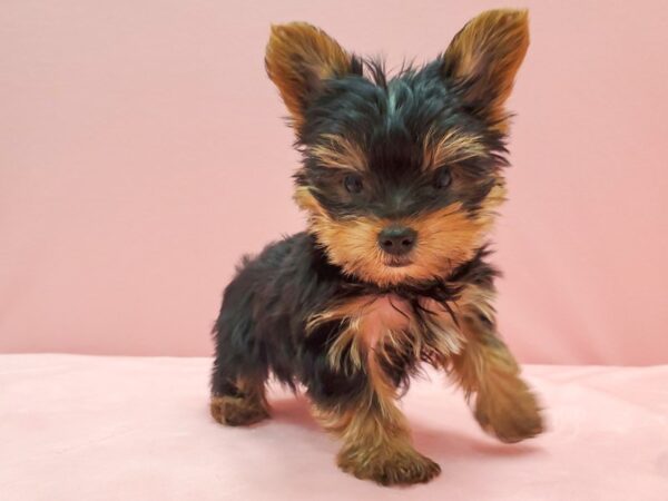 Yorkshire Terrier DOG Male Black / Tan 22073 Petland Las Vegas, Nevada